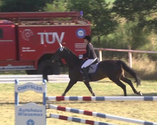 Reitturnier Idar-Oberstein 2016
