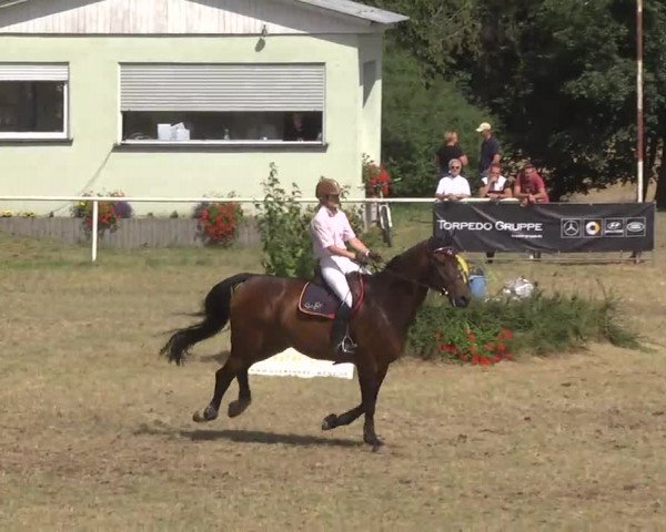 Reitturnier Idar-Oberstein 2016