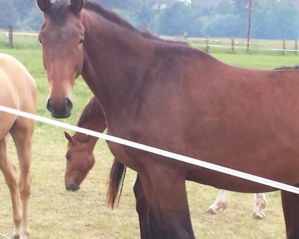 horse Per Sempre (Trakehner, 2016, from Honoré du Soir)