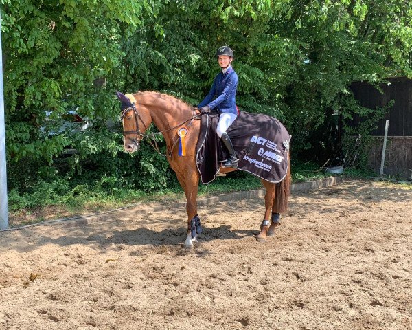 jumper Mary Lou G2 (Oldenburg show jumper, 2014, from Messenger)
