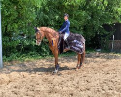 jumper Mary Lou G2 (Oldenburg show jumper, 2014, from Messenger)