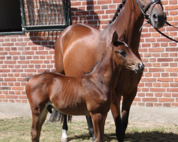 dressage horse Sachsenkult (Trakehner, 2019, from Kaiserkult TSF)