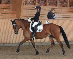 dressage horse Holsteins Jelly (German Riding Pony, 2008, from Fs Disagio)