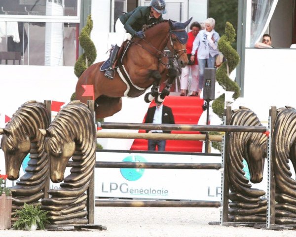 jumper Kosmo van Hof Ter Boone (Belgian Warmblood, 2010, from Arko III)