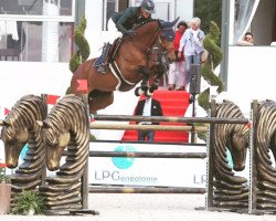 Springpferd Kosmo van Hof Ter Boone (Belgisches Warmblut, 2010, von Arko III)