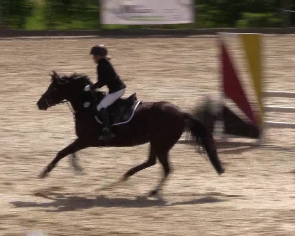 Reitturnier Monschau-Mützenich 2016