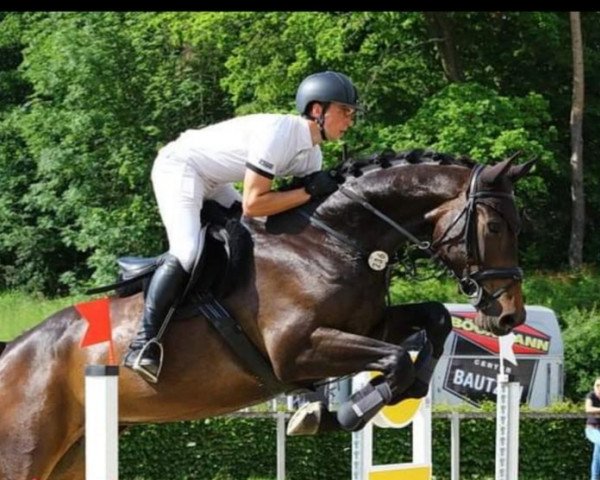 Koń skokowy Confidance 3 (Niemiecki Koń Sportowy, 2015, od Pennsylvania)
