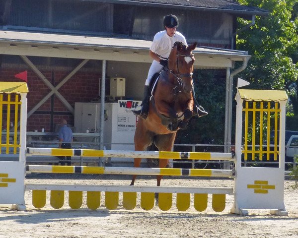 horse Quadropelli (Westphalian, 2010, from Quidam)