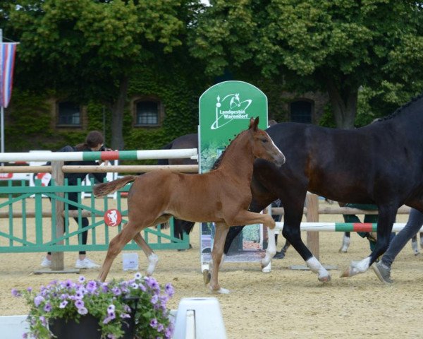 Pferd Stute von Sir Heinrich / Don Lauredo (Westfale, 2019, von Sir Heinrich OLD)