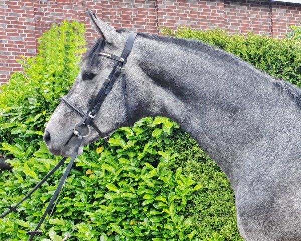 horse Central City (Holsteiner,  , from Central Park 6)