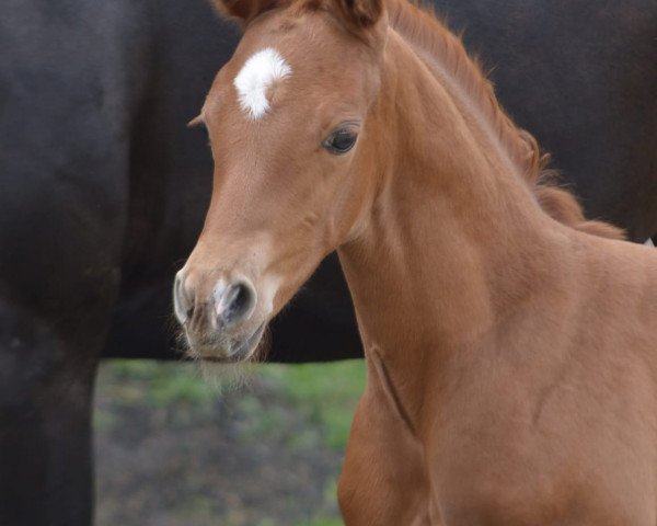 Pferd Finnick G (Westfale, 2019, von Flavis)