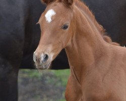 Pferd Finnick G (Westfale, 2019, von Flavis)