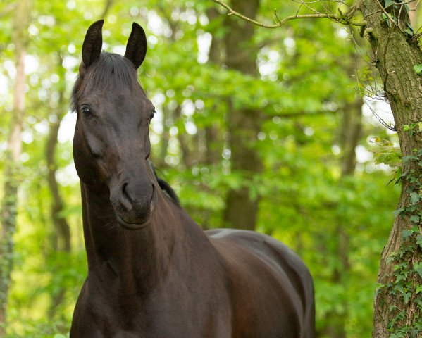 dressage horse Destana (Westphalian, 2014, from Destano) dressage horse Destana (Westphalian, 2014, from Destano)