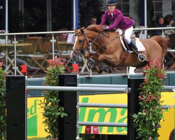 stallion Icarus (Belgian Warmblood, 2008, from Douglas)