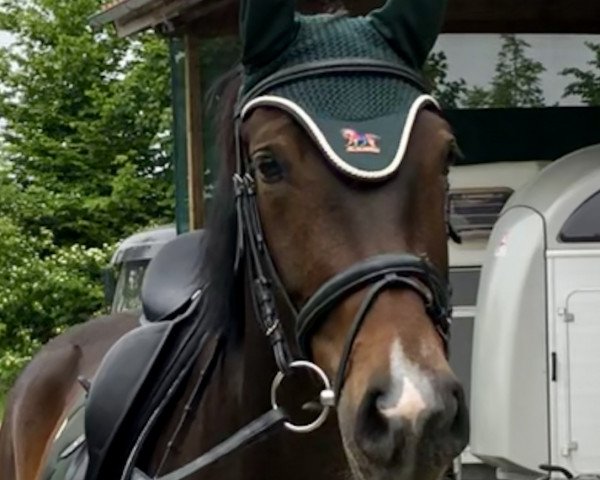 horse Lucy B 3 (German Sport Horse, 2014, from Henglein's Licosto)