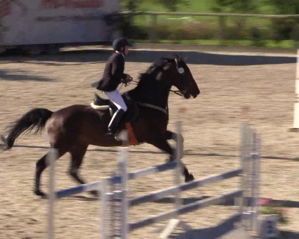 Reitturnier Monschau-Mützenich 2016