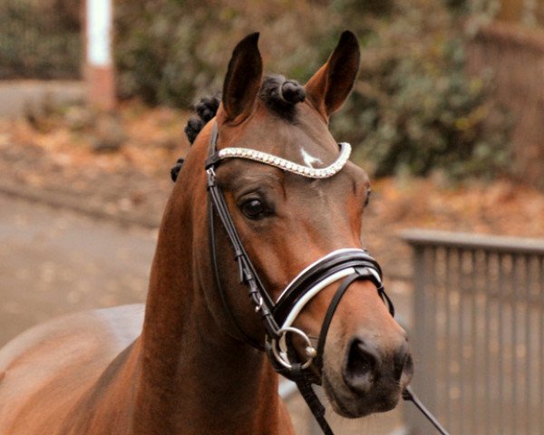 stallion Der Checker 7 (German Riding Pony, 2015, from D-Day AT)