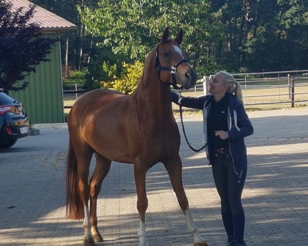 horse Dragan Dothias E (German Riding Pony, 2013, from Dimension AT NRW)