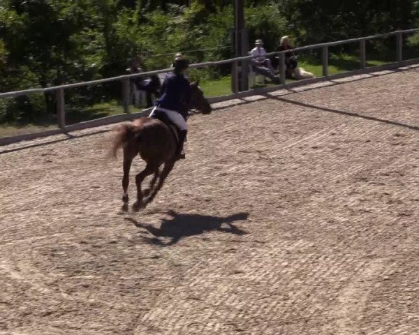 Reitturnier Monschau-Mützenich 2016