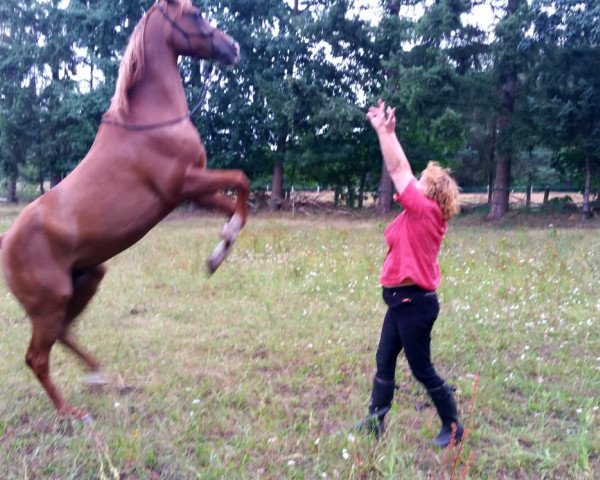 horse Nachalo (Arabian purebred, 2005, from Best of Balaton ox)