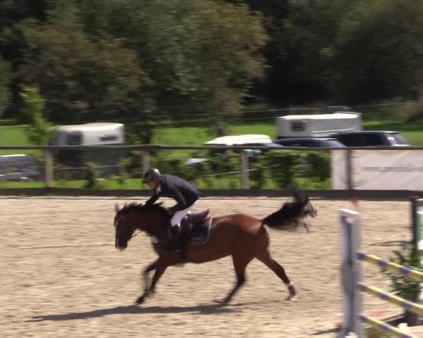 Reitturnier Monschau-Mützenich 2016