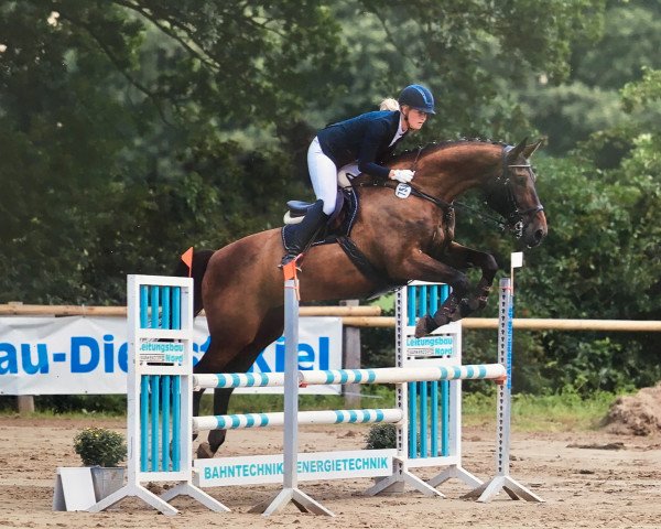 dressage horse William 331 (Hanoverian, 2003, from Weltruhm)