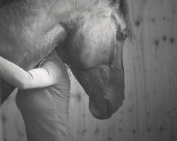 Pferd Charlotte 88 (Westfale, 2001, von Charisma)