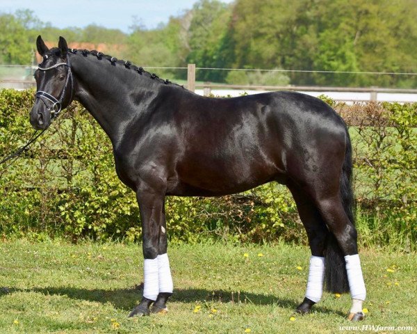 horse First Edition HW (Hanoverian, 2015, from Fürst Romancier)