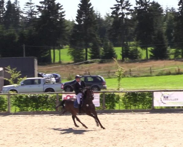 Reitturnier Monschau-Mützenich 2016