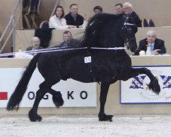 Deckhengst Onne 376 (Friese, 1996, von Leffert 306)