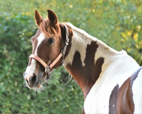 broodmare Herzblatt (Pinto, 2004, from Herbstnebel)