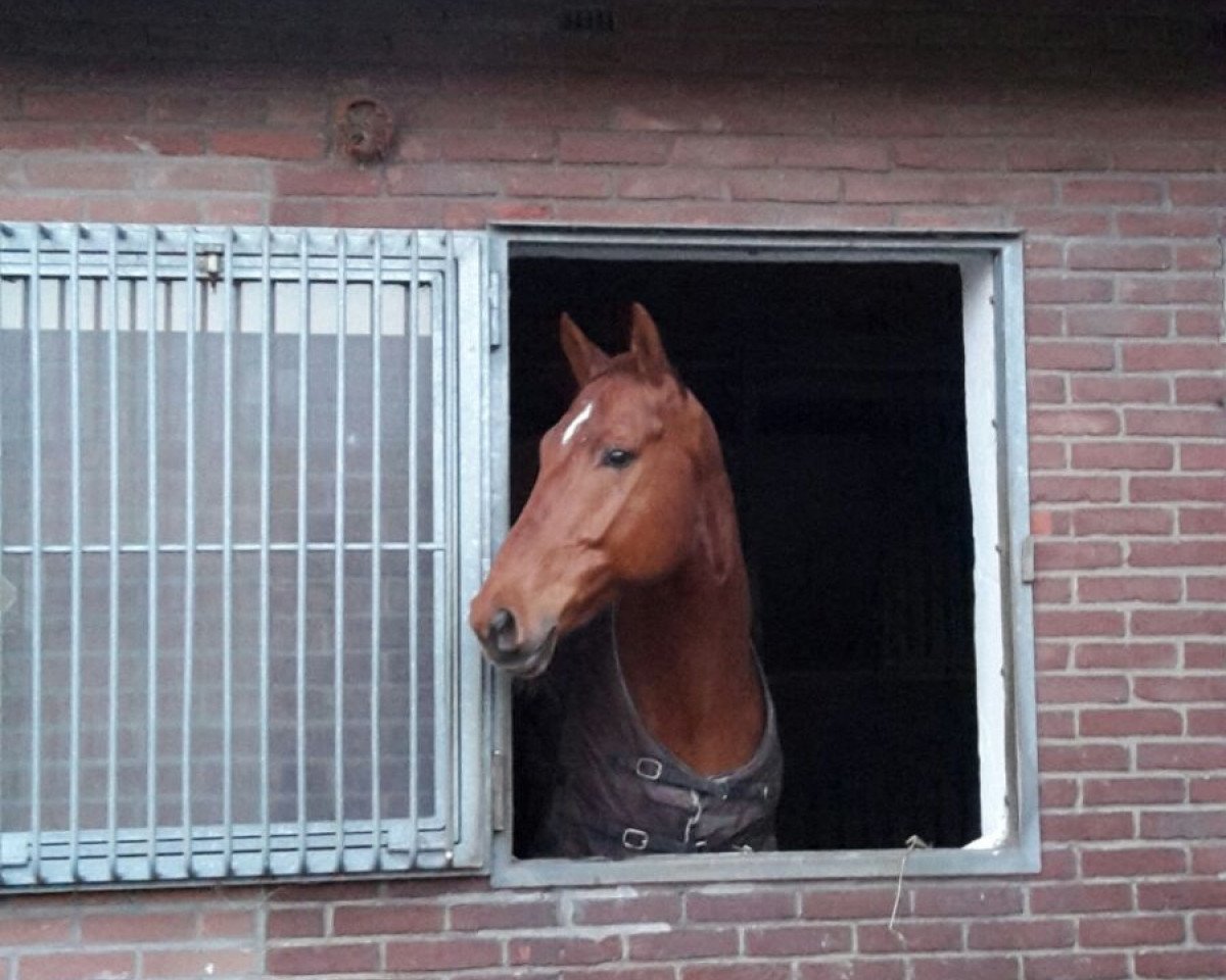 jumper Idefux (Hanoverian, 2009, from Ibisco xx)