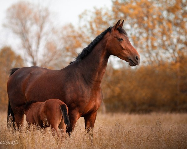 broodmare Just a Princess (Oldenburg, 2010, from Just Perfect)