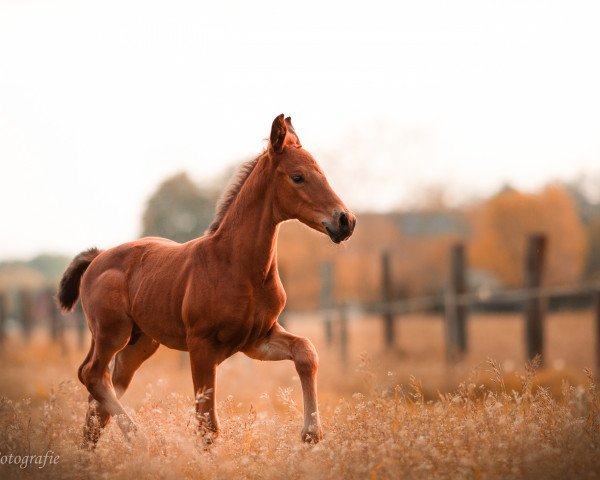 Deckhengst Baron Jazz SF (Westfale, 2019, von Blue Hors Baron)