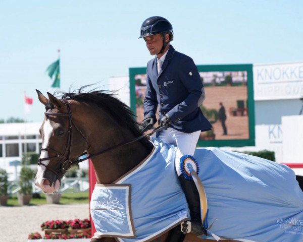 stallion Unione de L'Ilatte (Selle Français, 2008, from Quasimodo Z)