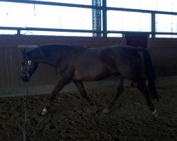 Springpferd Genesis J (Westfale, 2005, von Goethe)