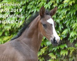 Dressurpferd Delington (Westfale, 2019, von Blue Hors Dreamline)
