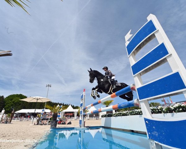 jumper Amicello K (Württemberger, 2009, from Arpeggio)