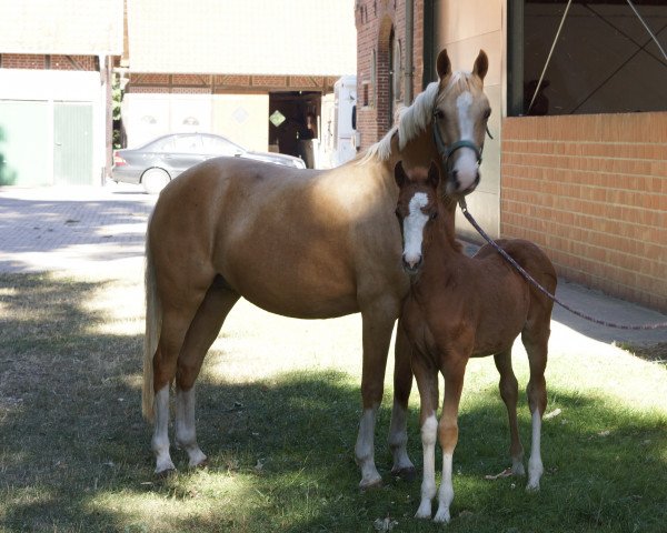 dressage horse Novalie (German Riding Pony, 2018, from Fs Numero Uno)