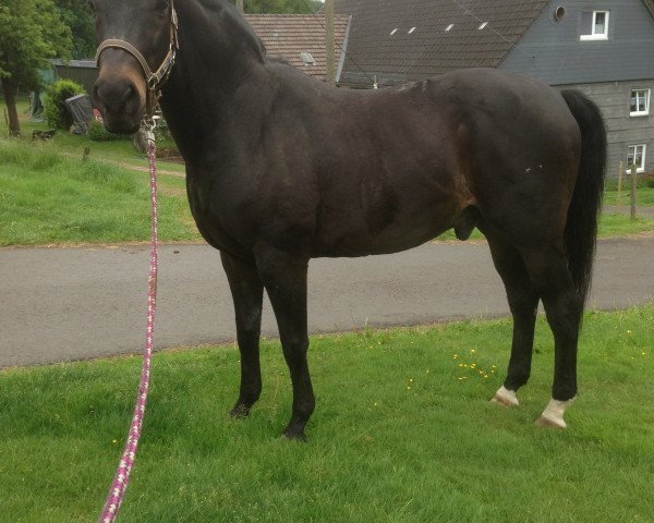 horse Ratinho 10 (Oldenburg, 1997, from Ragazzo)