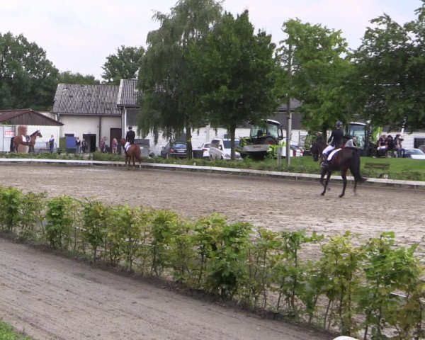 Reitturnier Olfen-Vinnum 2016