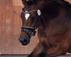 stallion Dreams come true (German Riding Pony, 2016, from Diamond Touch NRW)