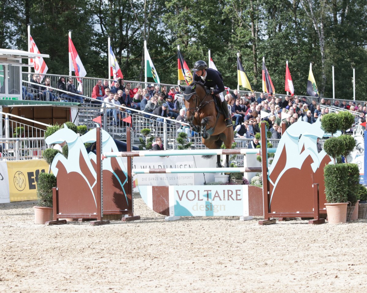 jumper Sig de Numbo (Oldenburg show jumper, 2013, from Tailormade's Diarado's Boy 256 FIN)