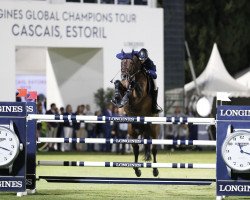 stallion Chaplin (KWPN (Royal Dutch Sporthorse), 2007, from Verdi)