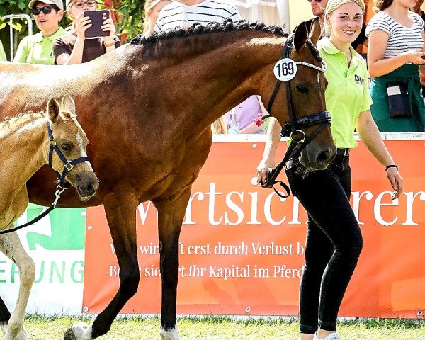 broodmare Castenraijsewegs Floortje (Nederlands Welsh Ridepony, 2007, from Orchard Boginov)