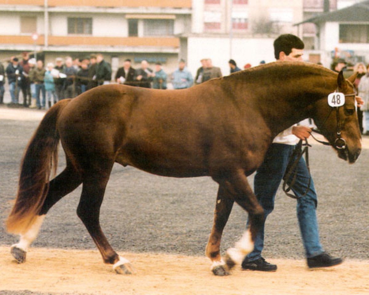 stallion Don Flamingo (Freiberger, 1992, from Don Fernando)