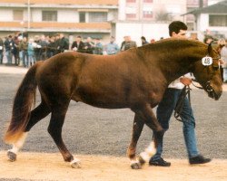 stallion Don Flamingo (Freiberger, 1992, from Don Fernando)