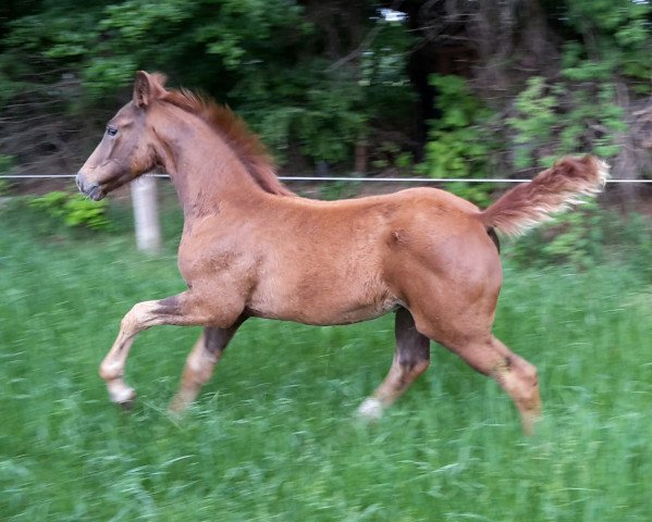 horse Diamonds Traumtänzerin (Hanoverian, 2015, from Diamond Hit)