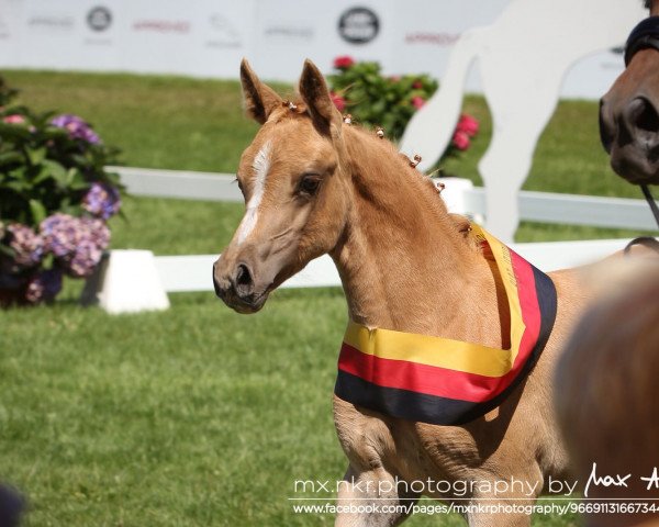 broodmare Dich zu lieben W (German Riding Pony, 2018, from Diamond Touch NRW)