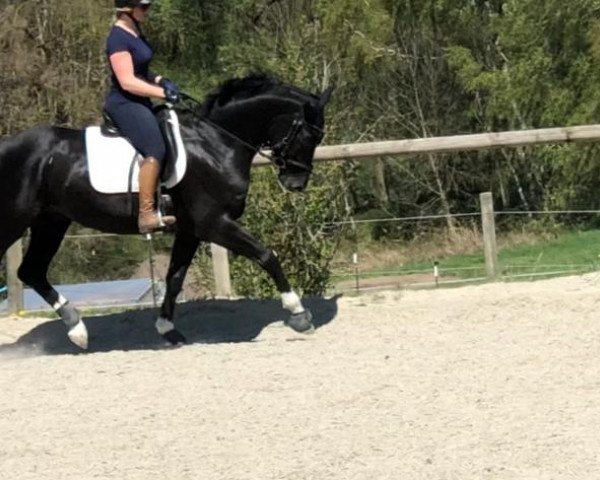 Pferd Guiliano 6 (Deutsches Sportpferd, 2014, von Genesis)